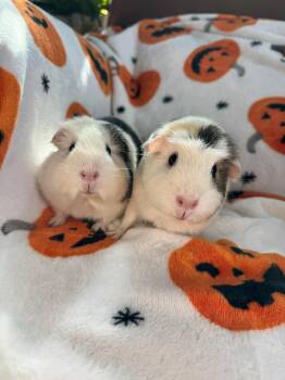 Rescue Guinea Pig Guinea Pigs for Adoption in Walnut Grove, California - Rory And Poppy | PetCurious